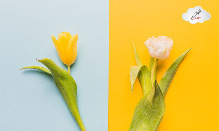 The Parts of a Flower and Their Functions